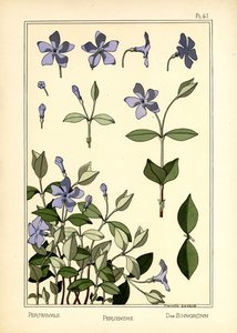 La Pervinca da Marcelle Gaudin